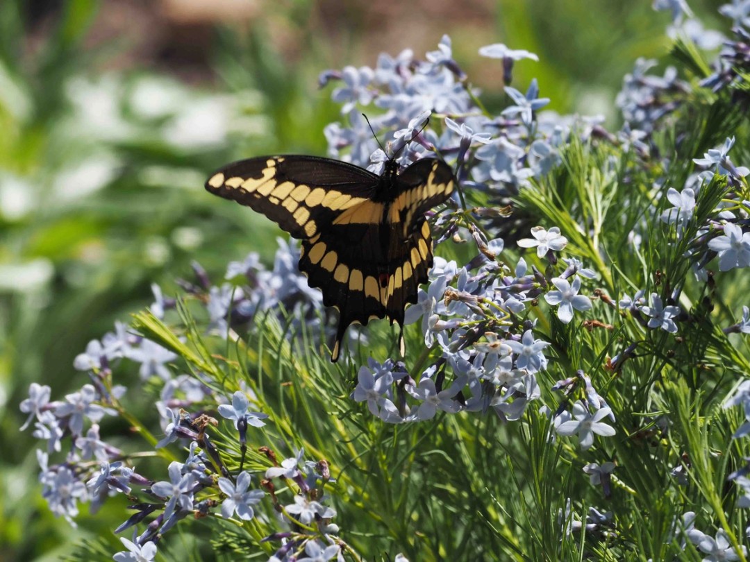 Giant swallowtail
