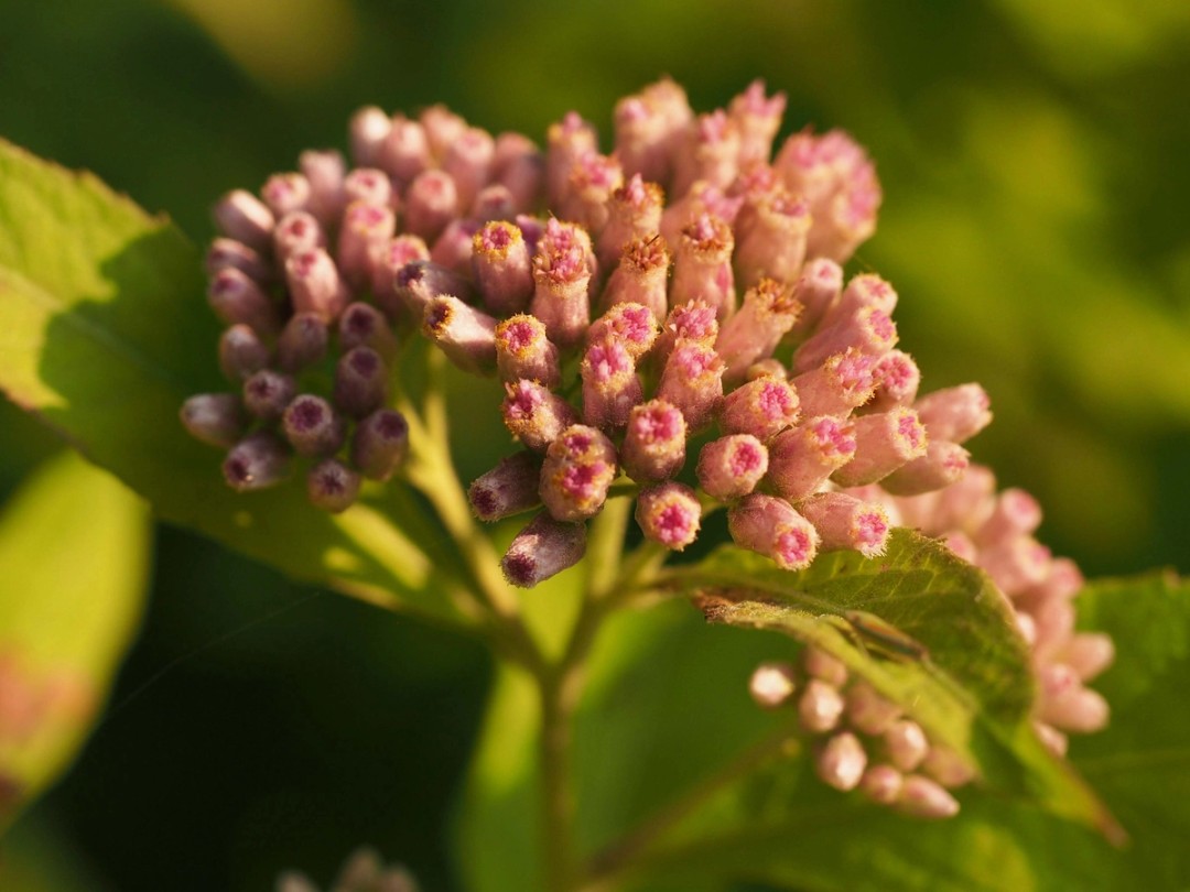 Disk flowers