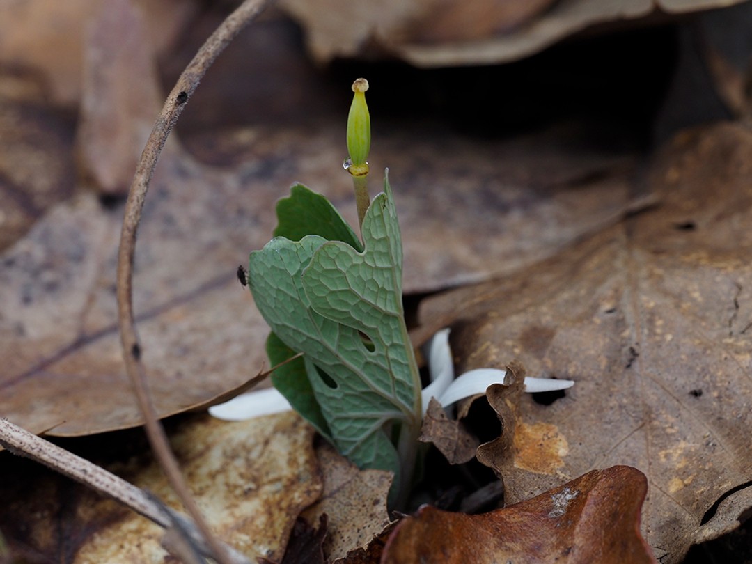 Petals have fallen onto the surrounding leaves 
