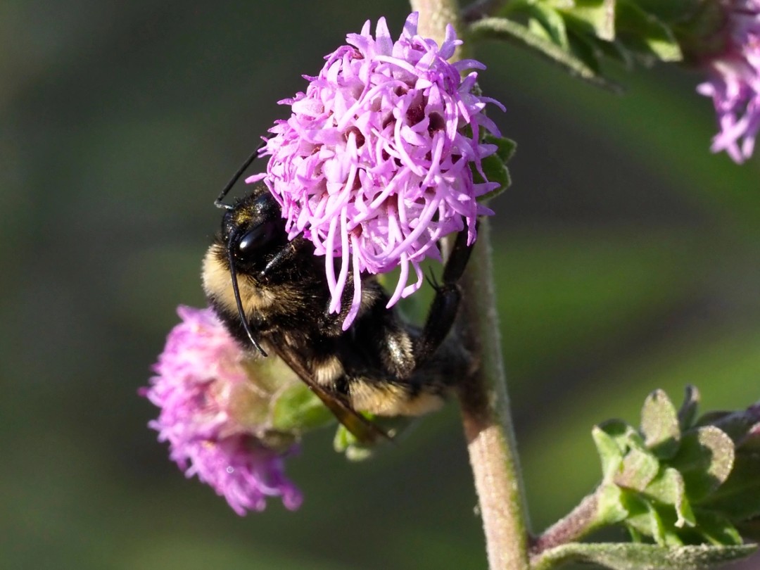 American Bumble bee (Female)