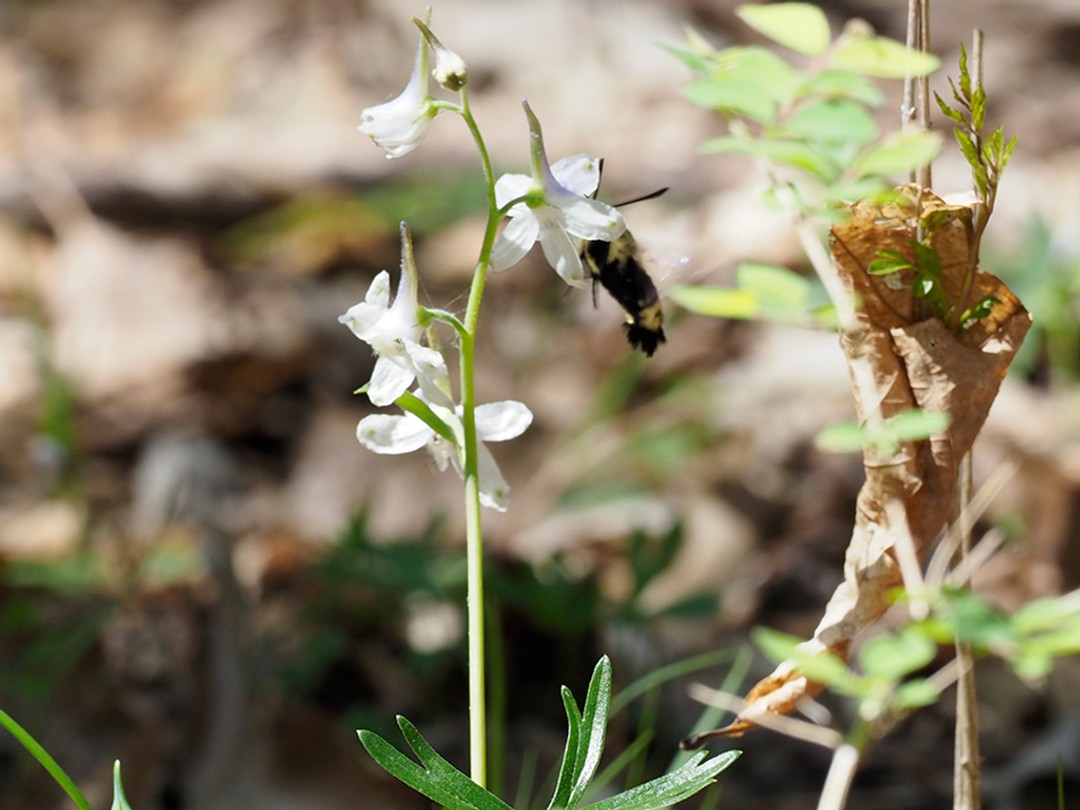 Snowberry clearwing moth