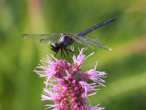 Slaty skimmer