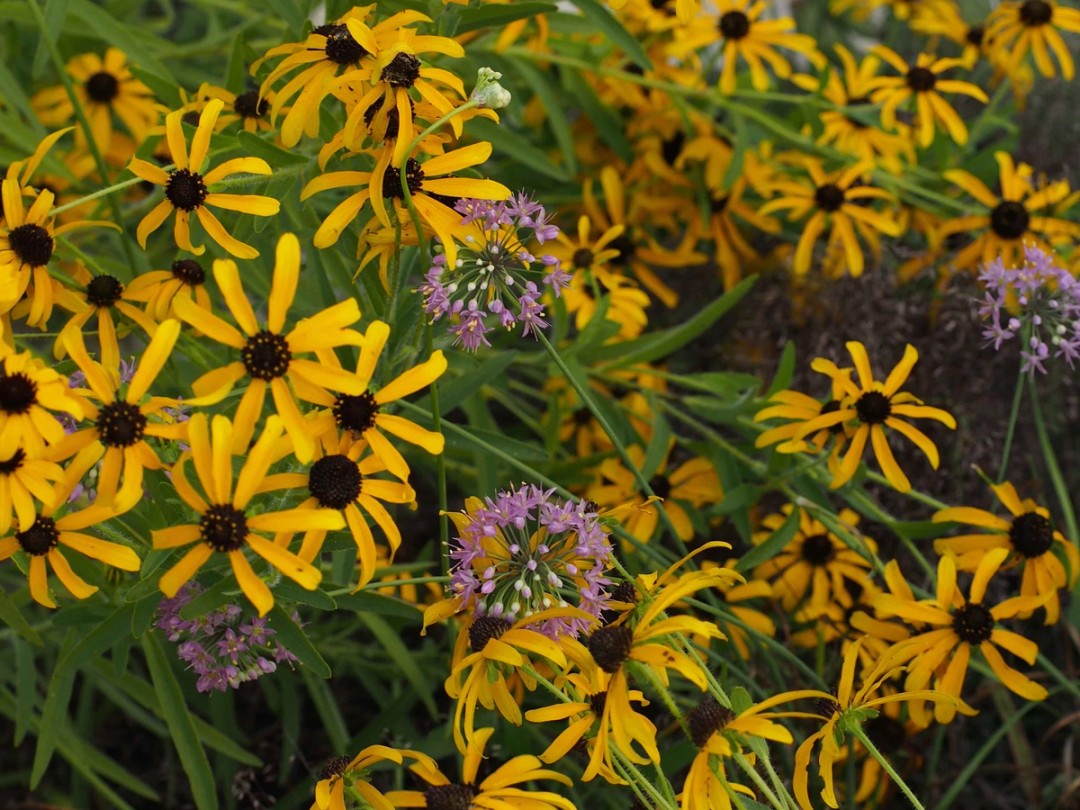 Rudbeckia missouriensis with Allium stellatum