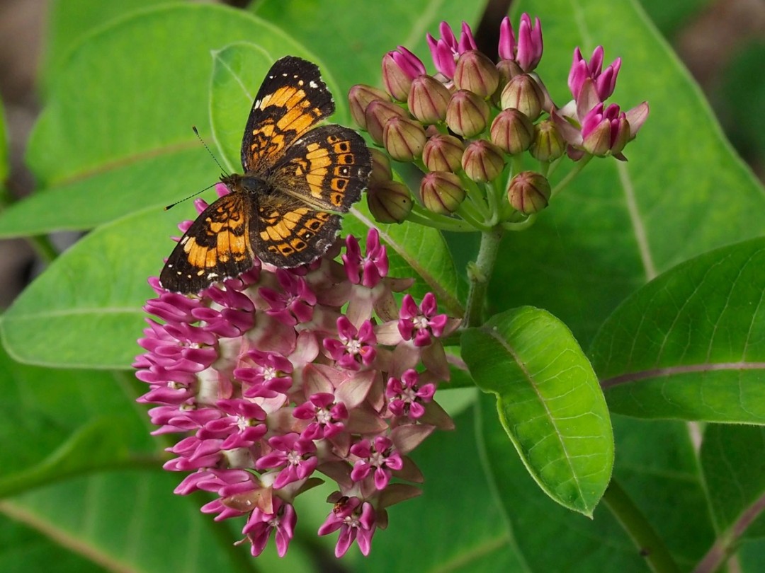 Silvery checkerspot