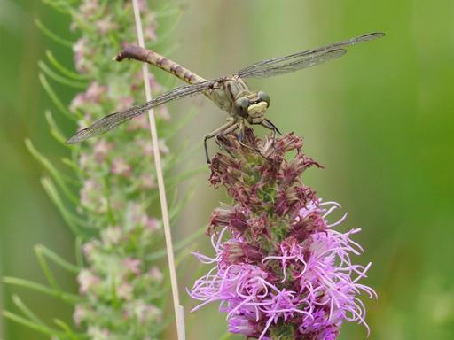 Jade clubtail