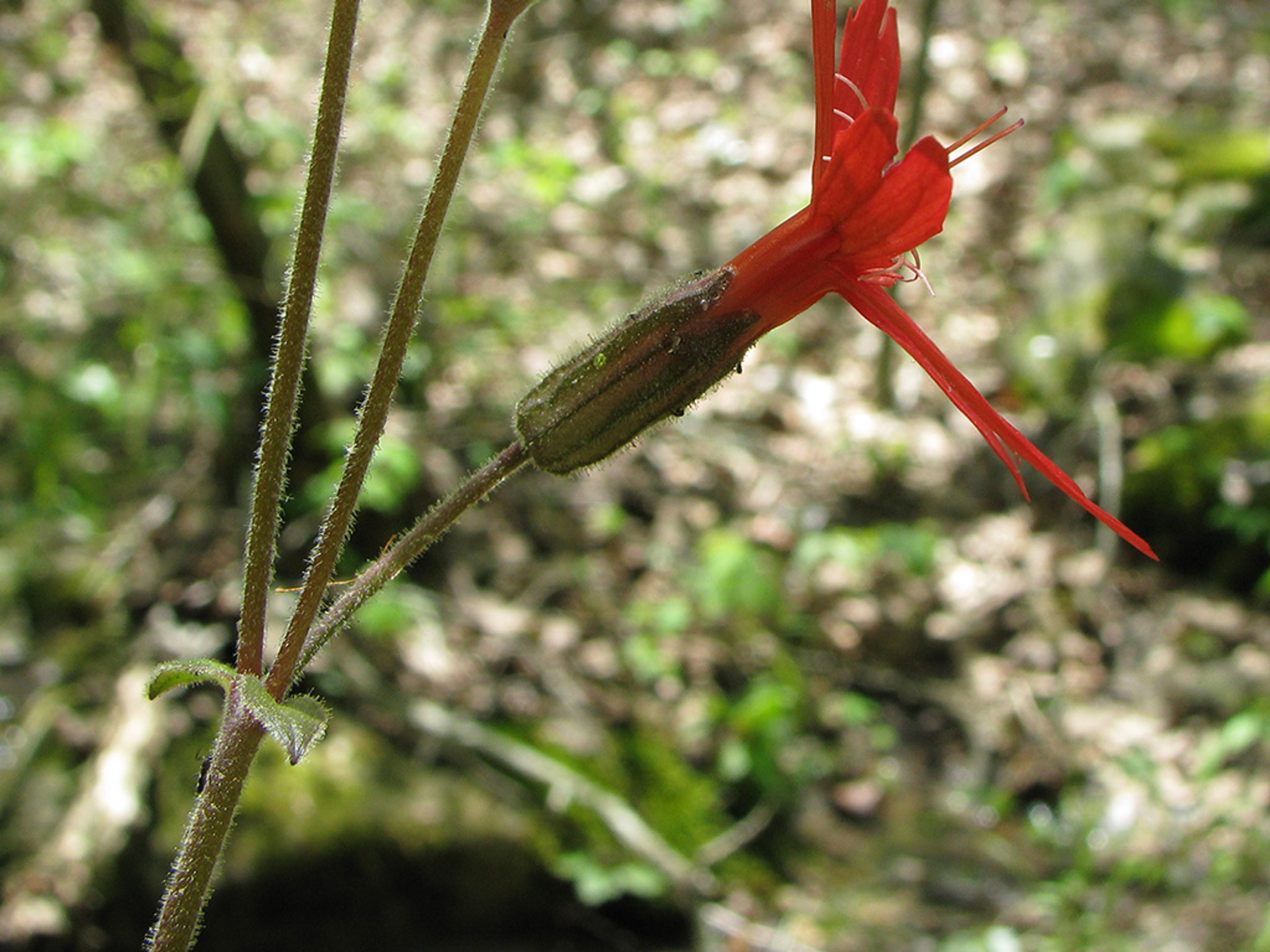 Sticky stem with debris