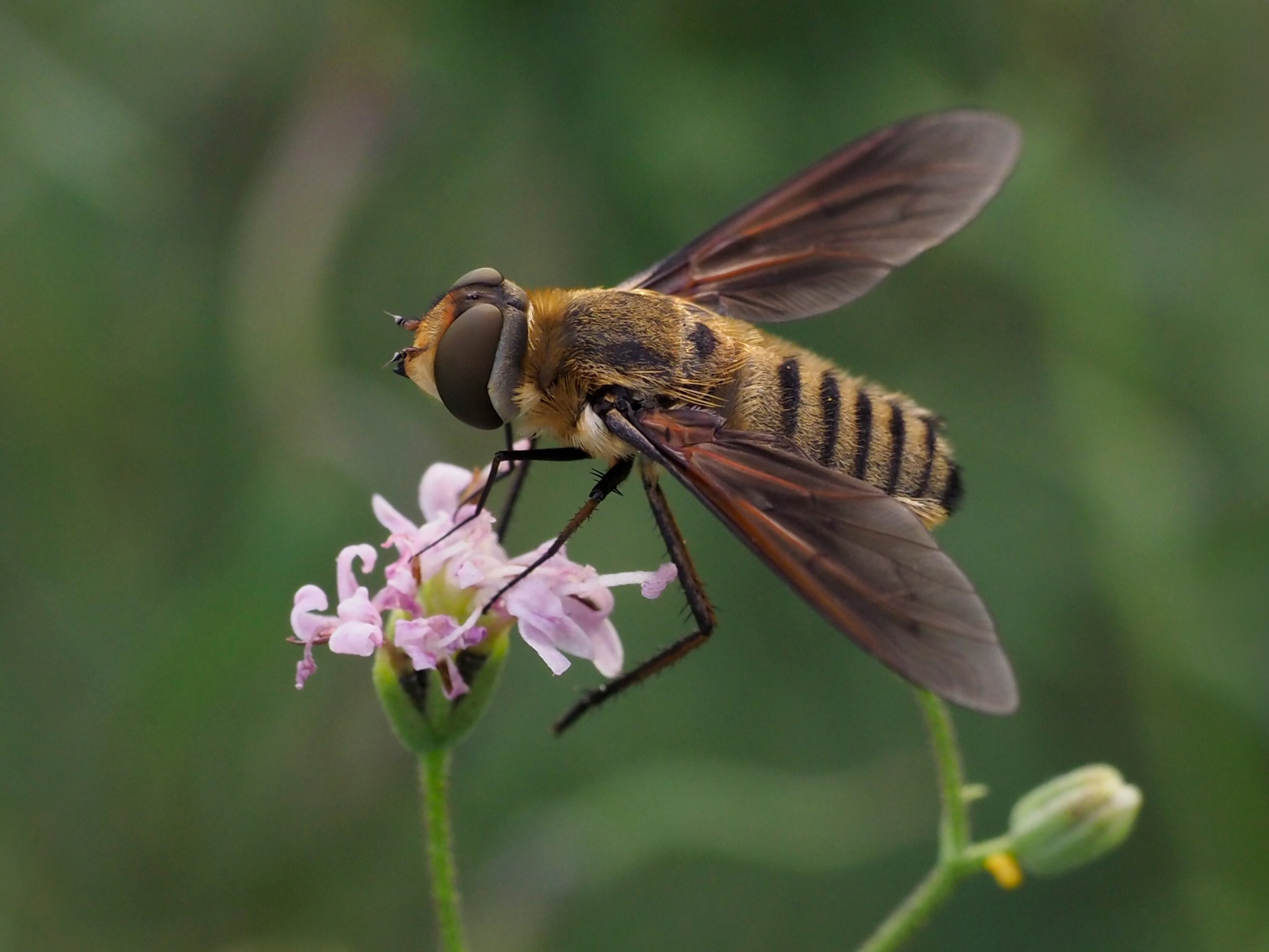 Poecilanthrax lucifer (Bee fly)