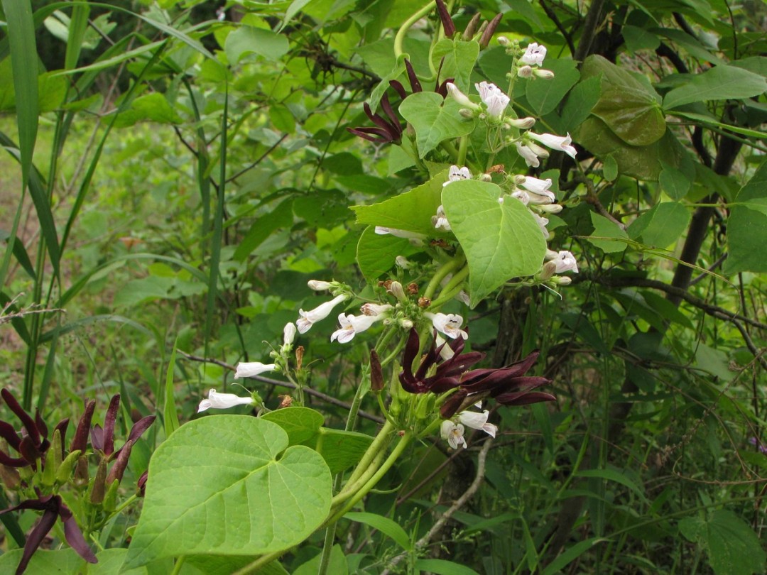 with Matelia decipiens
