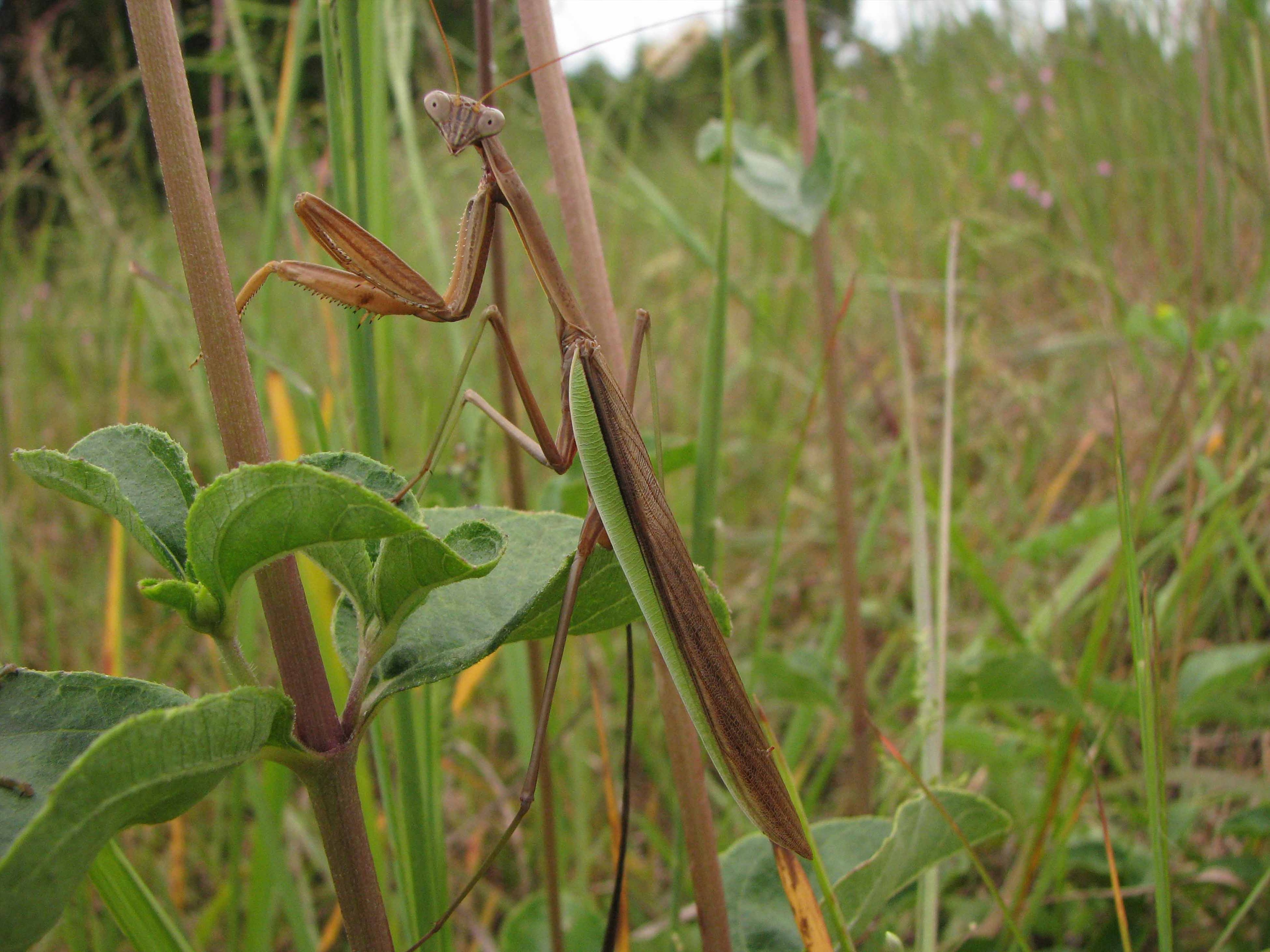 Praying mantis on Ozark sunflower