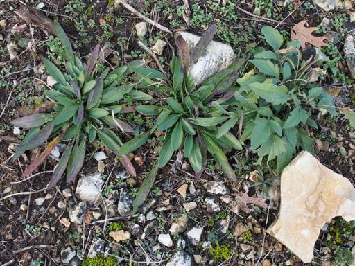 Basal rosette in November