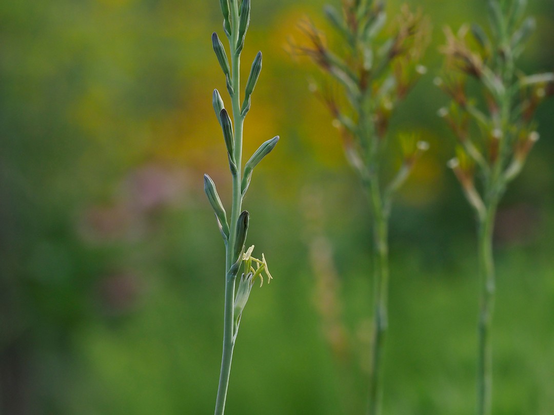Scape with buds and flower