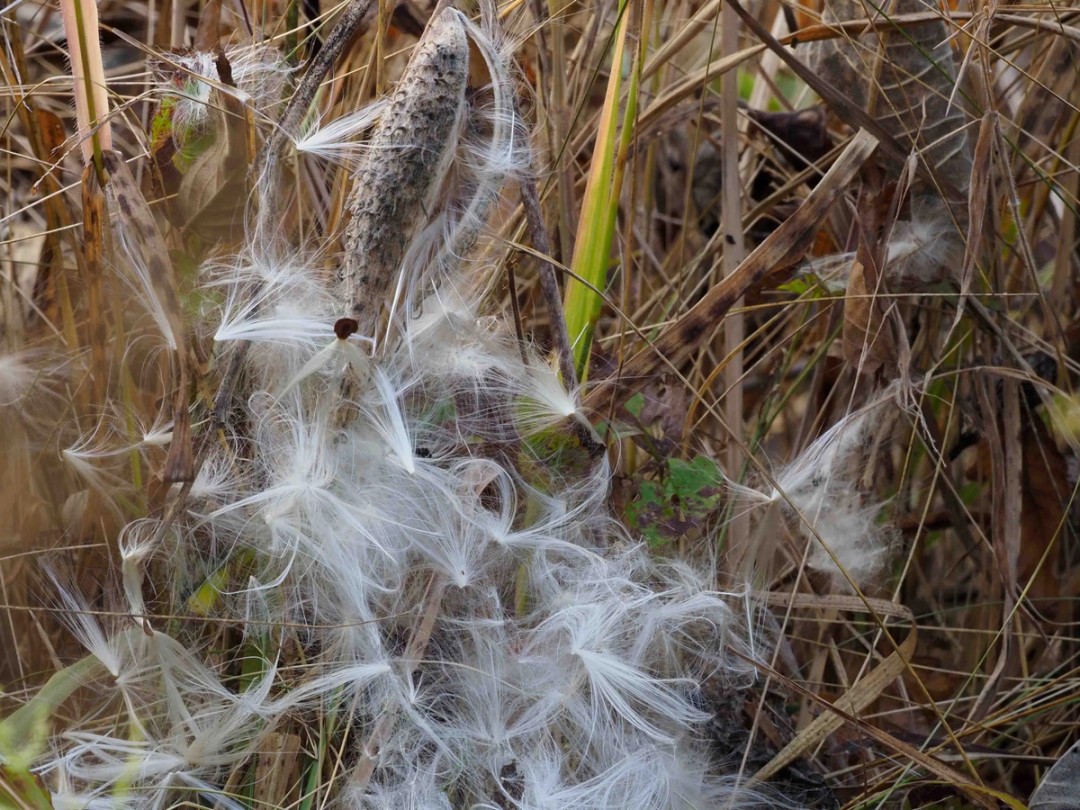Open seed pod