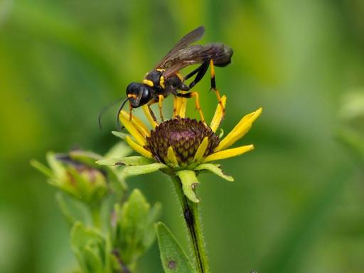 Black and Yellow Mud Dauber wasp