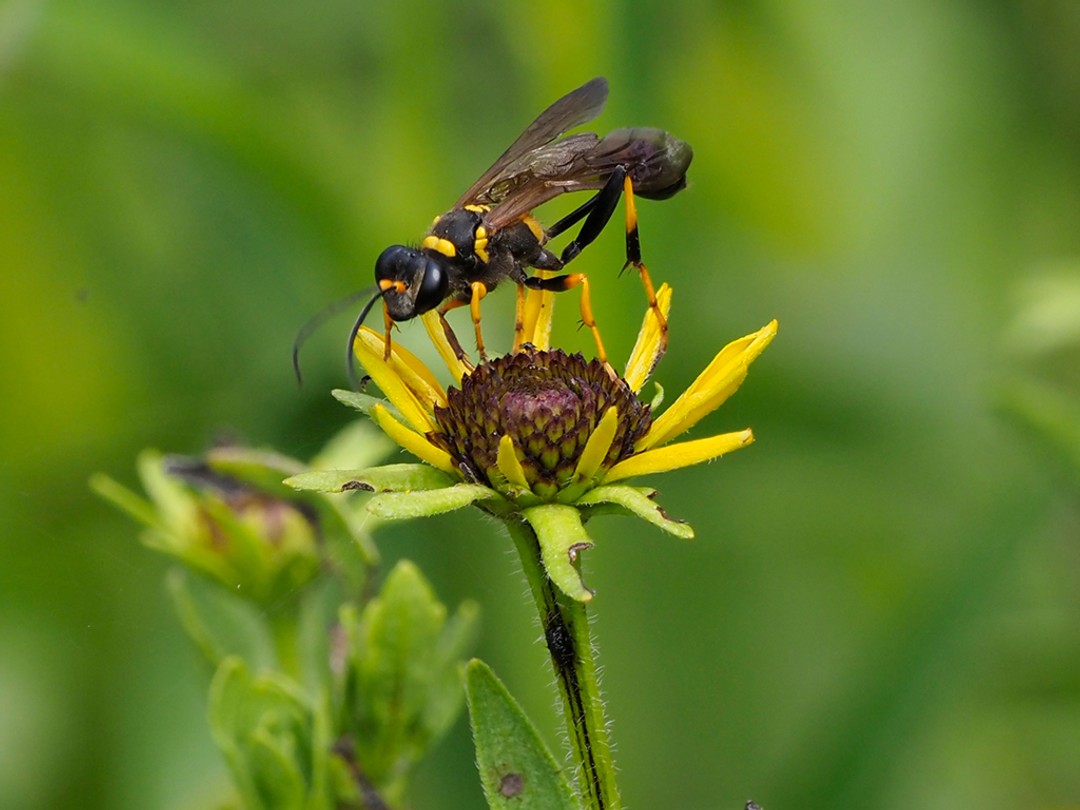 Black and Yellow Mud Dauber wasp