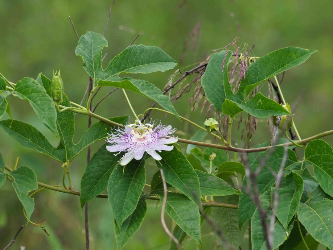 Vine climbing on vegetation