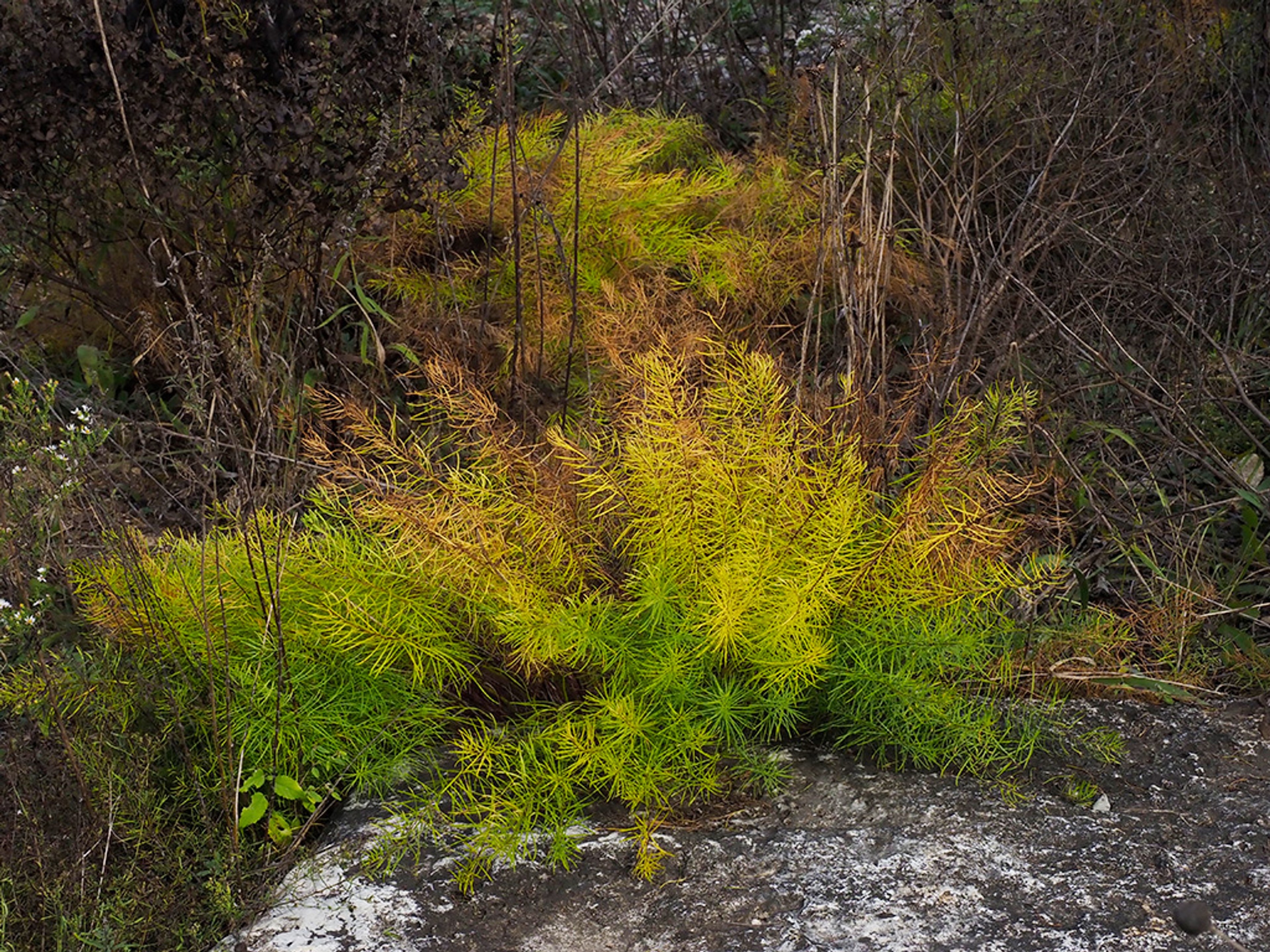Colorful fall foliage Fringed bluestar