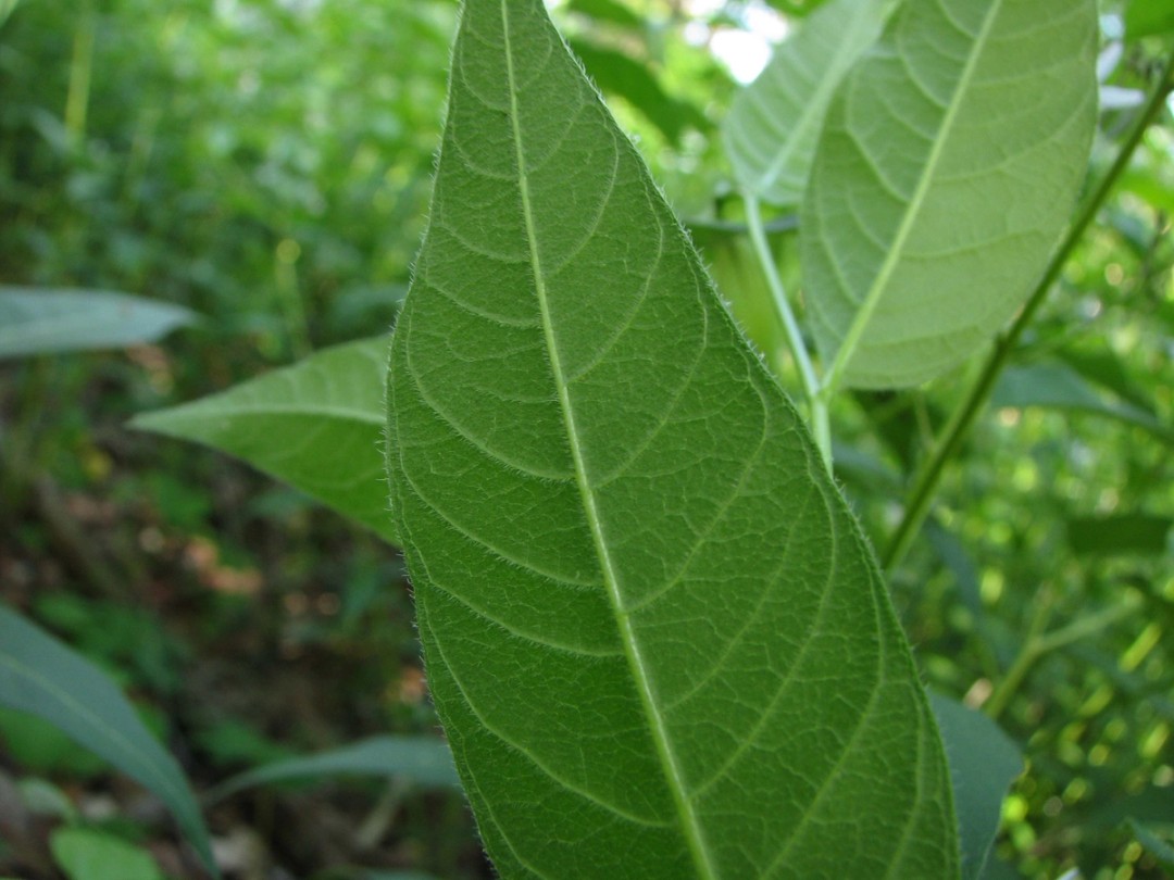 Leaf abaxial surface