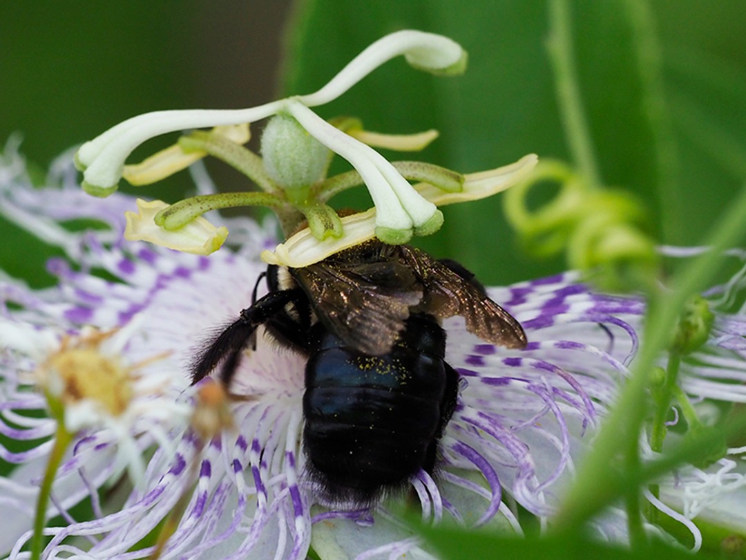 Carpenter Bee under stamen 