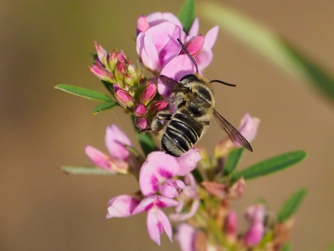 Megachile bee