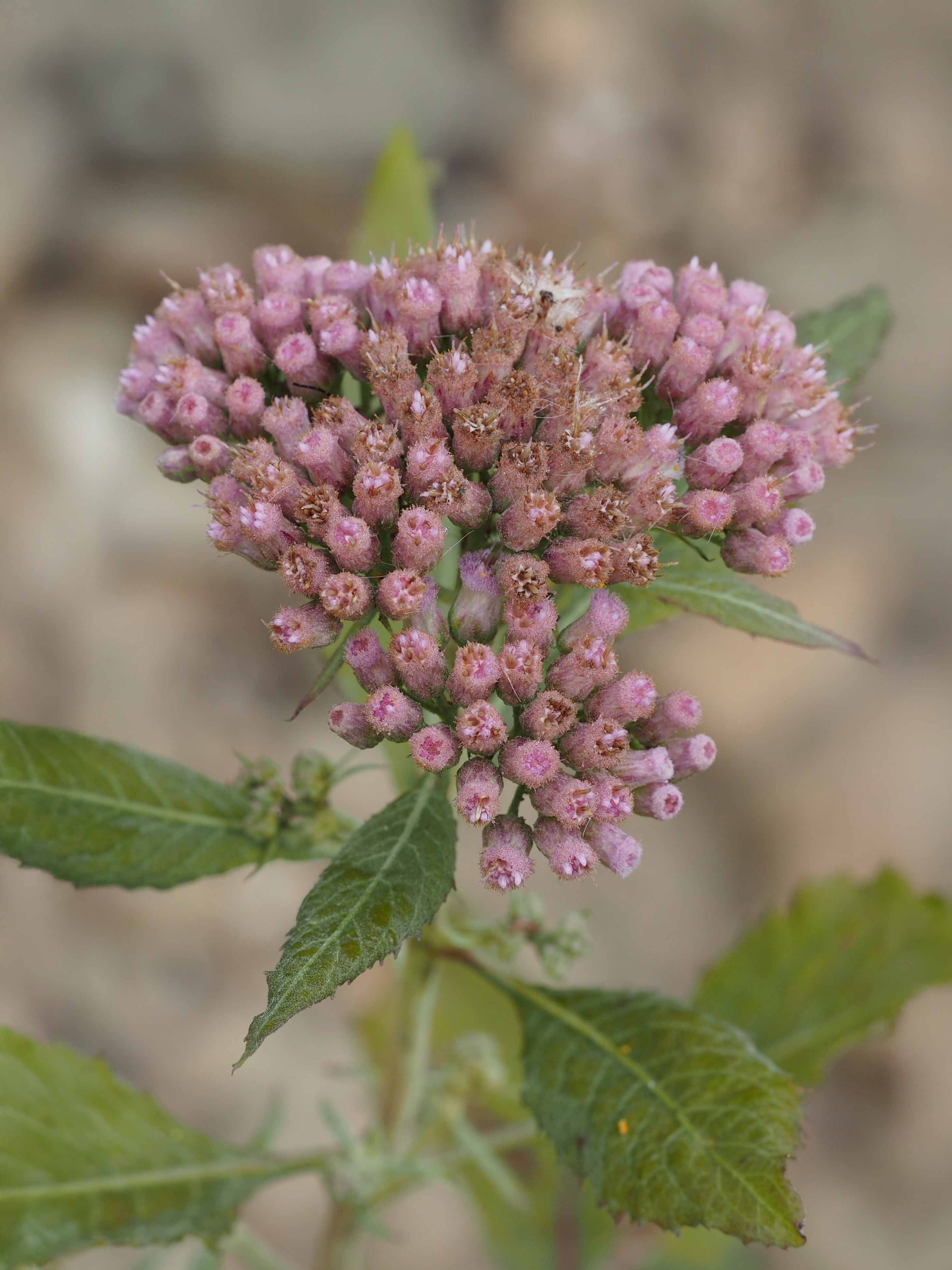 Unique pinkish-purple flowers of Pluchea camphorata
