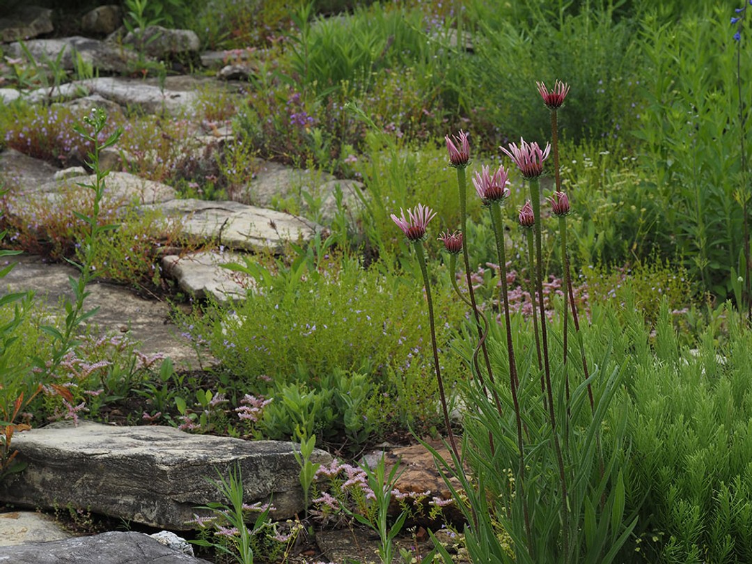 Growing among glade stone