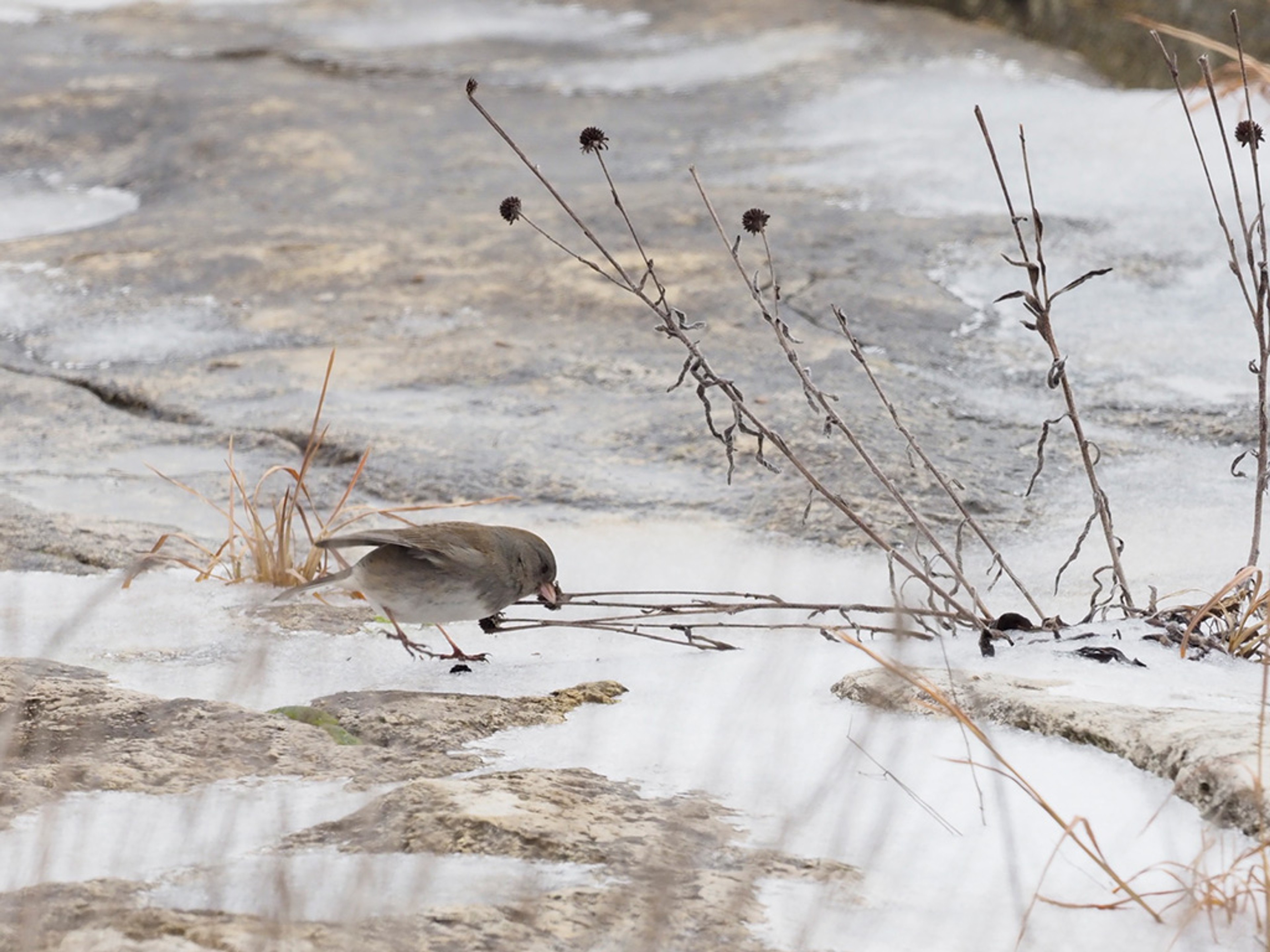 Dark-eyed Junco with seed