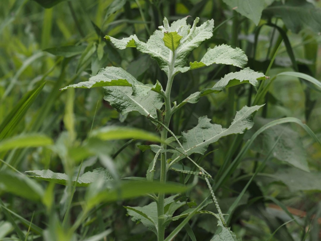 Young plant