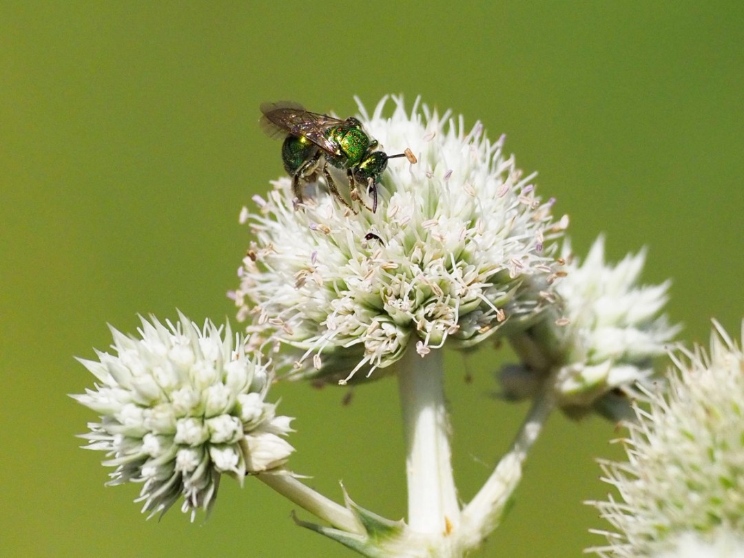 Genus Augochloropsis