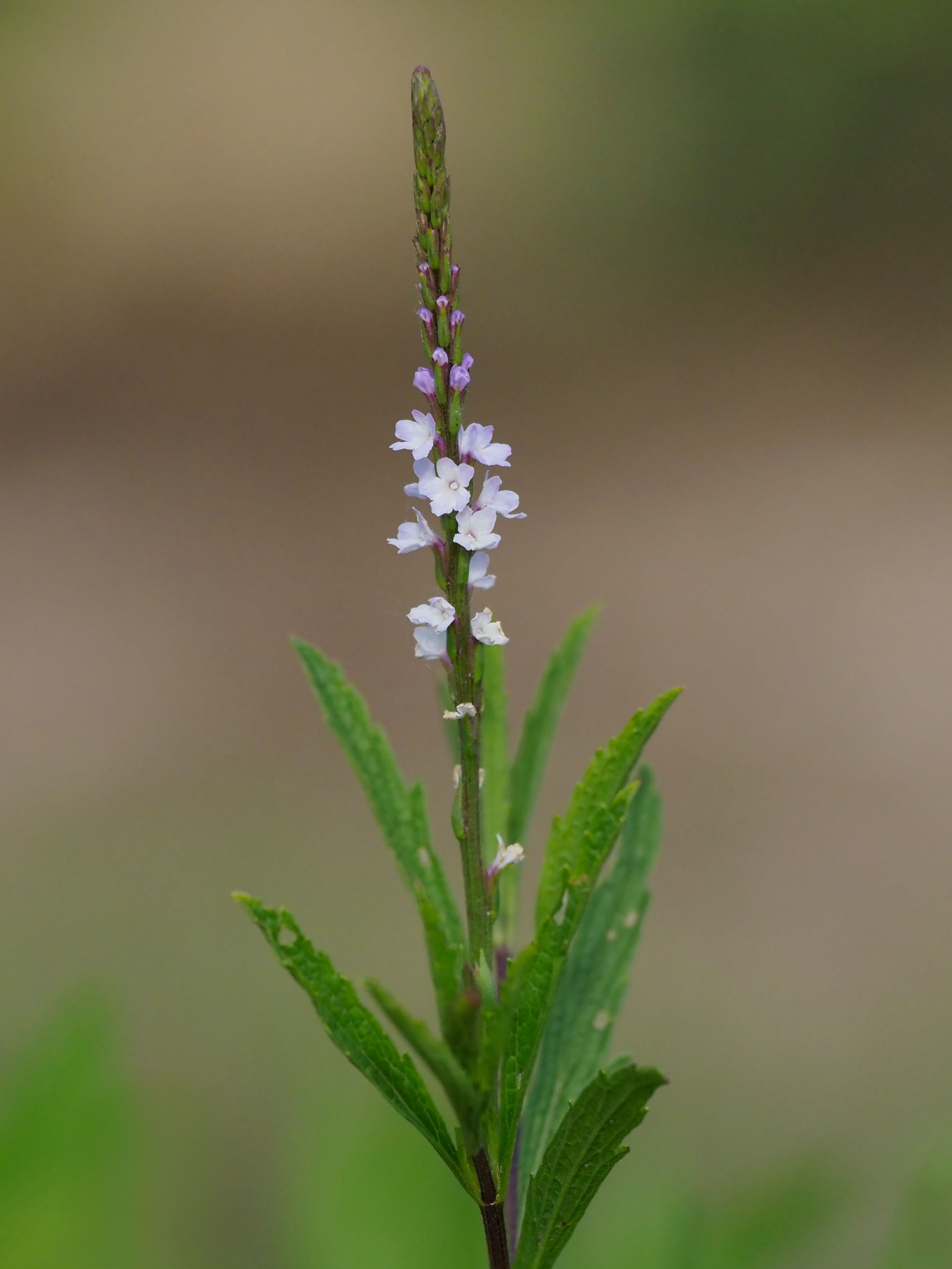 Lavender flowers of Verbena simplex