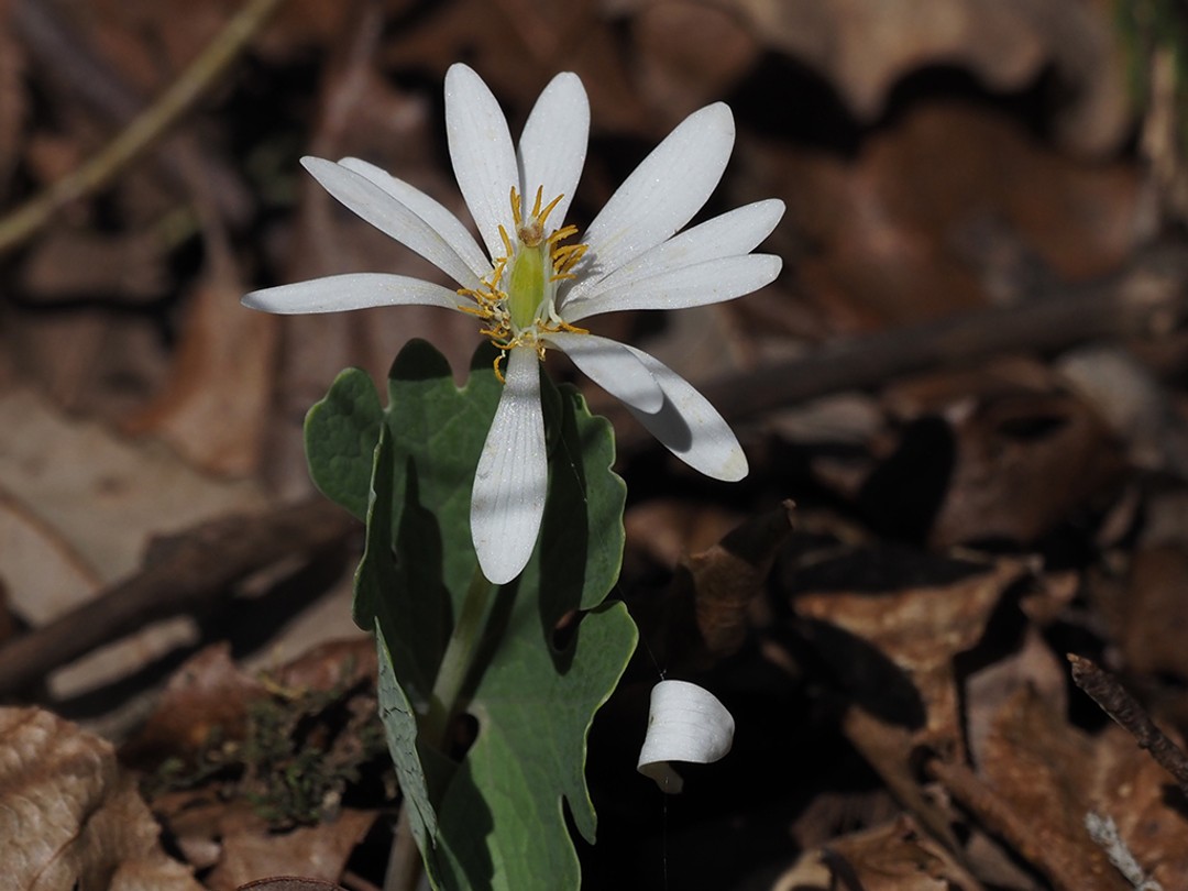 Style and Stamen after pollination