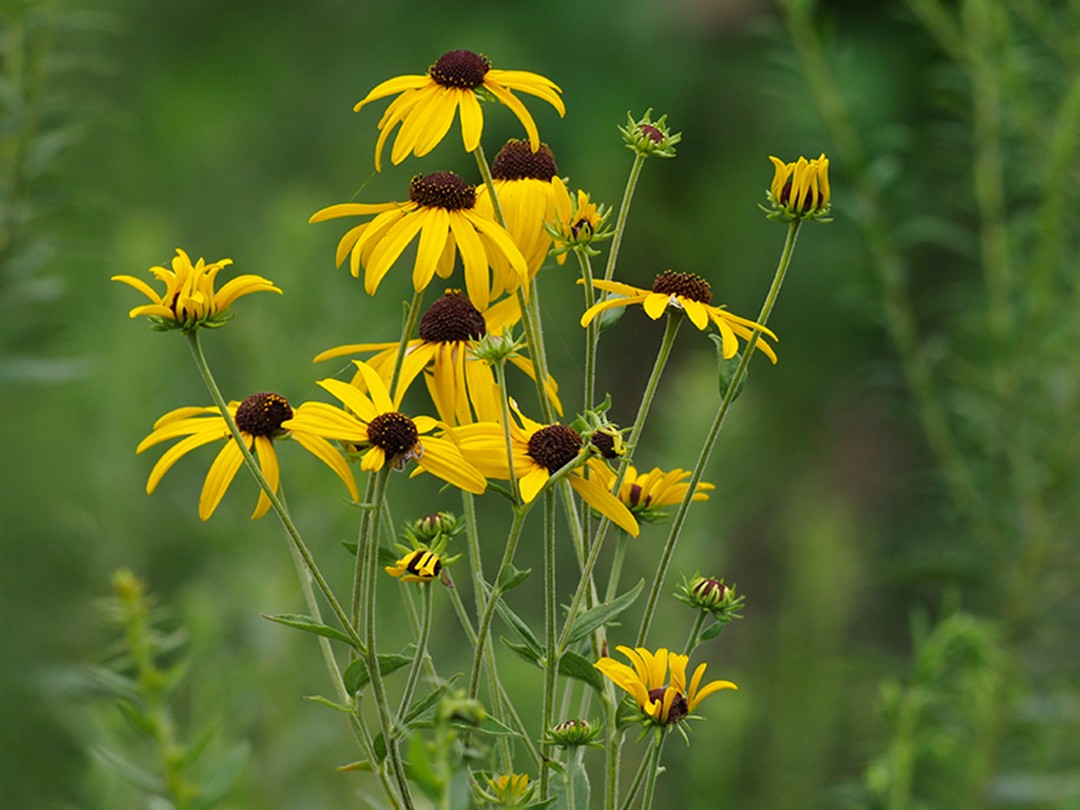 Flowers and buds