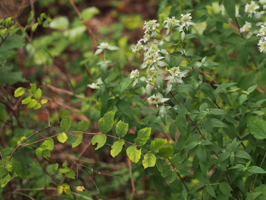 With Symphoricarpos orbiculatus