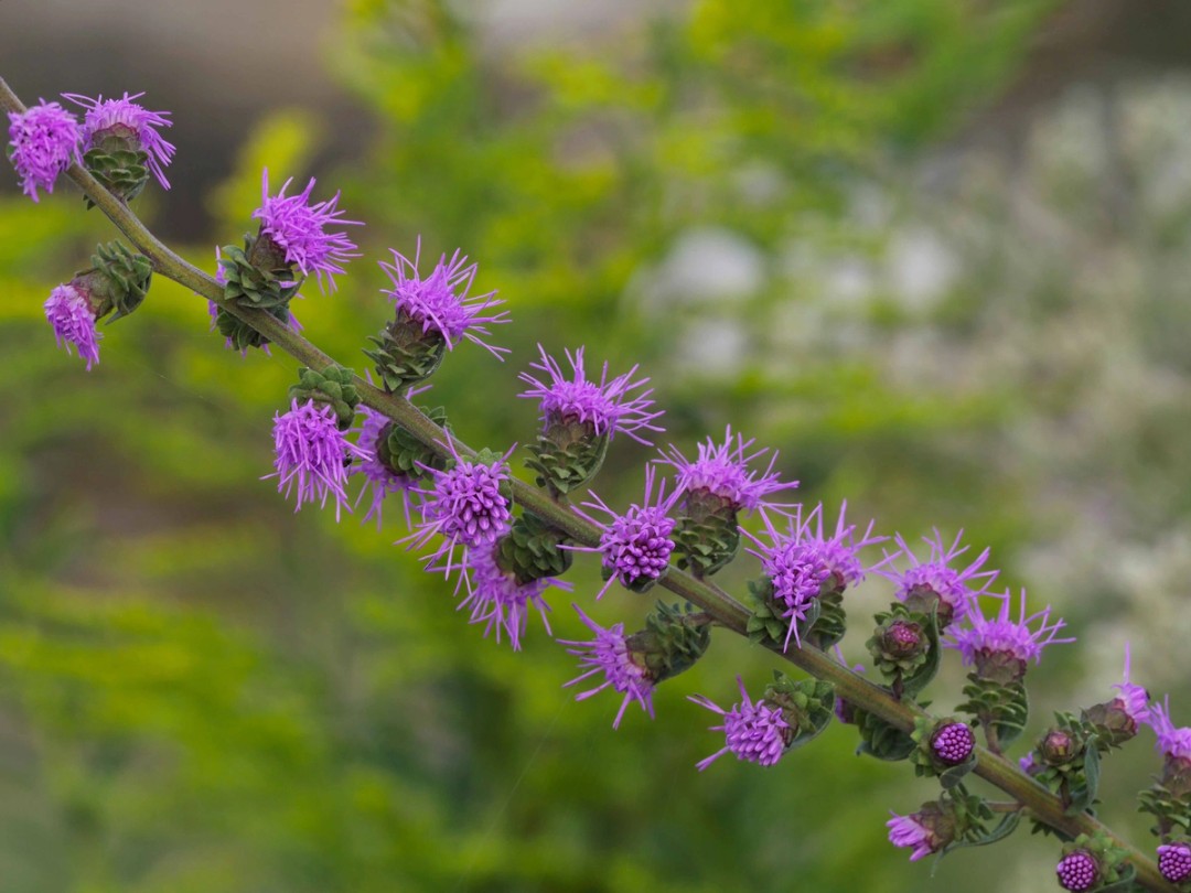 Upper flowers sessile