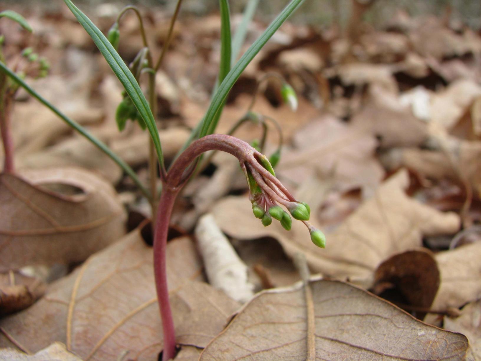 Early buds