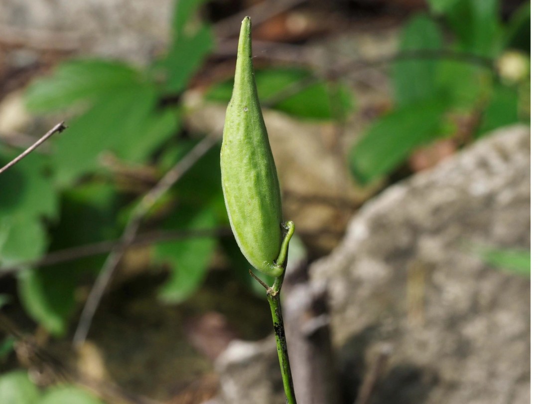 Seed pod