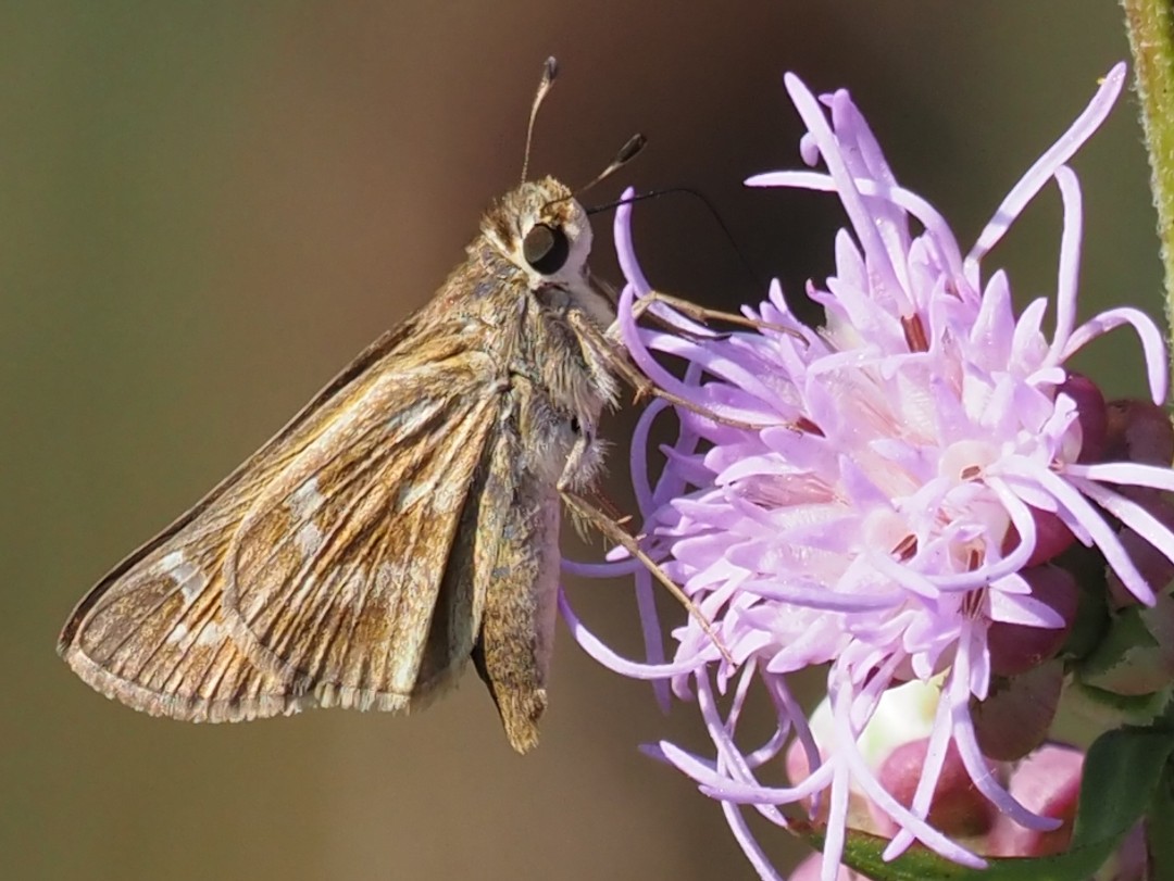 Sachem Skipper