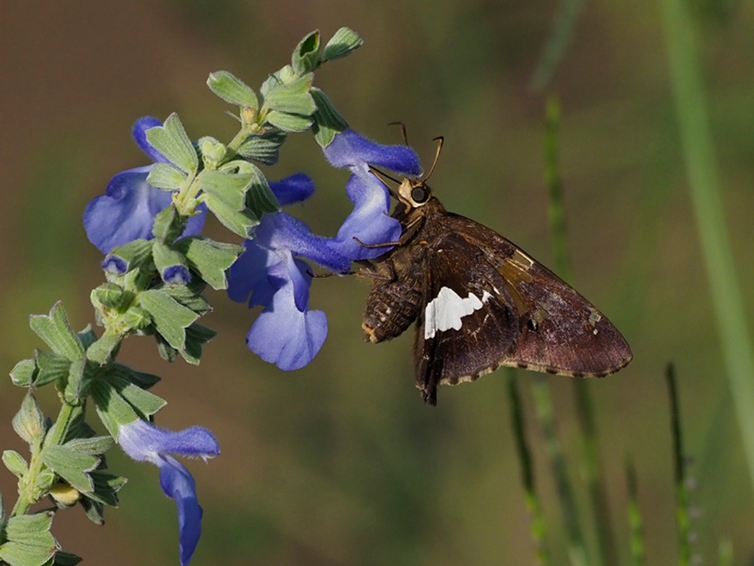Silver spotted skipper