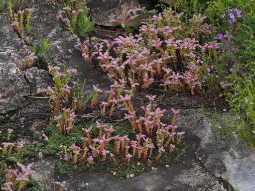 Mass of Widow's cross flowers