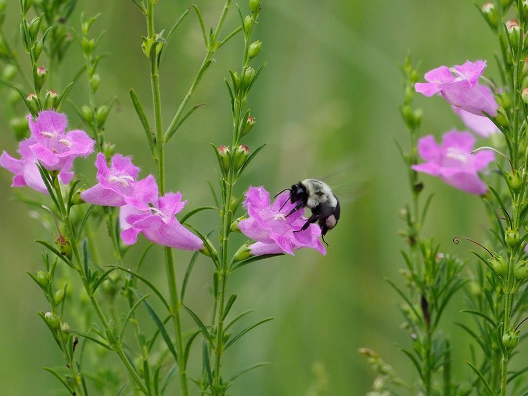 Common Eastern Bumble Bee Nectaring on Purple False Foxgloe