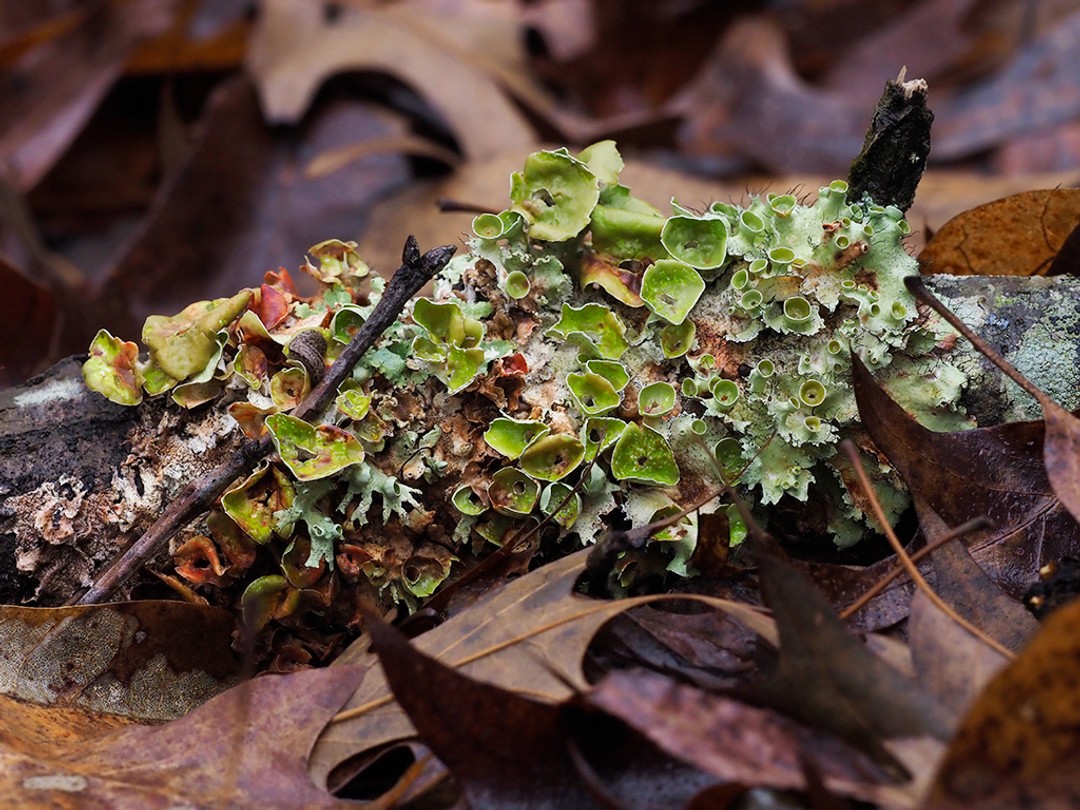 Colorful lichen and fungi