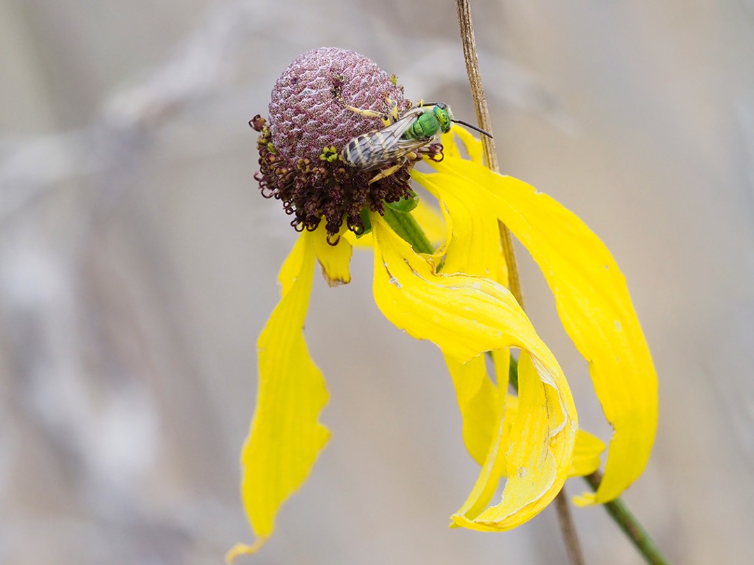 Striped Sweat bee