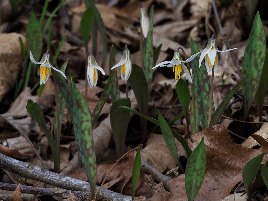 Mornings find the flowers just beginning to open