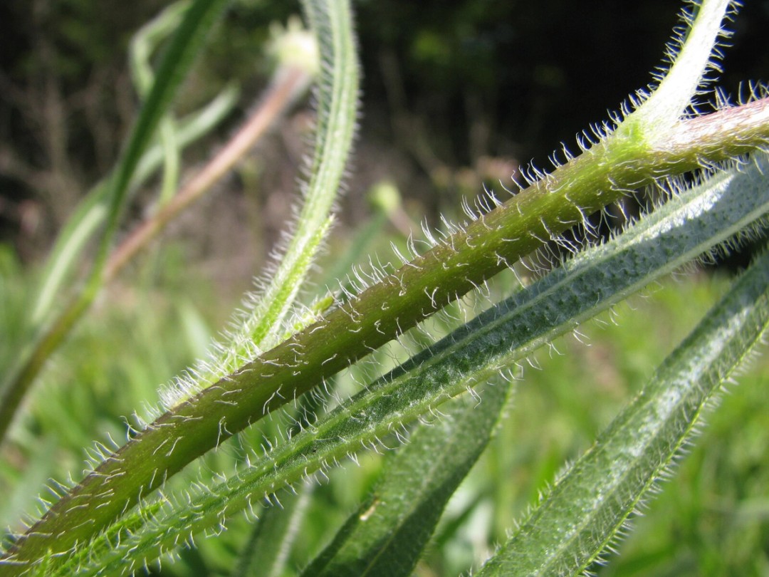 Stiff hairs along stem