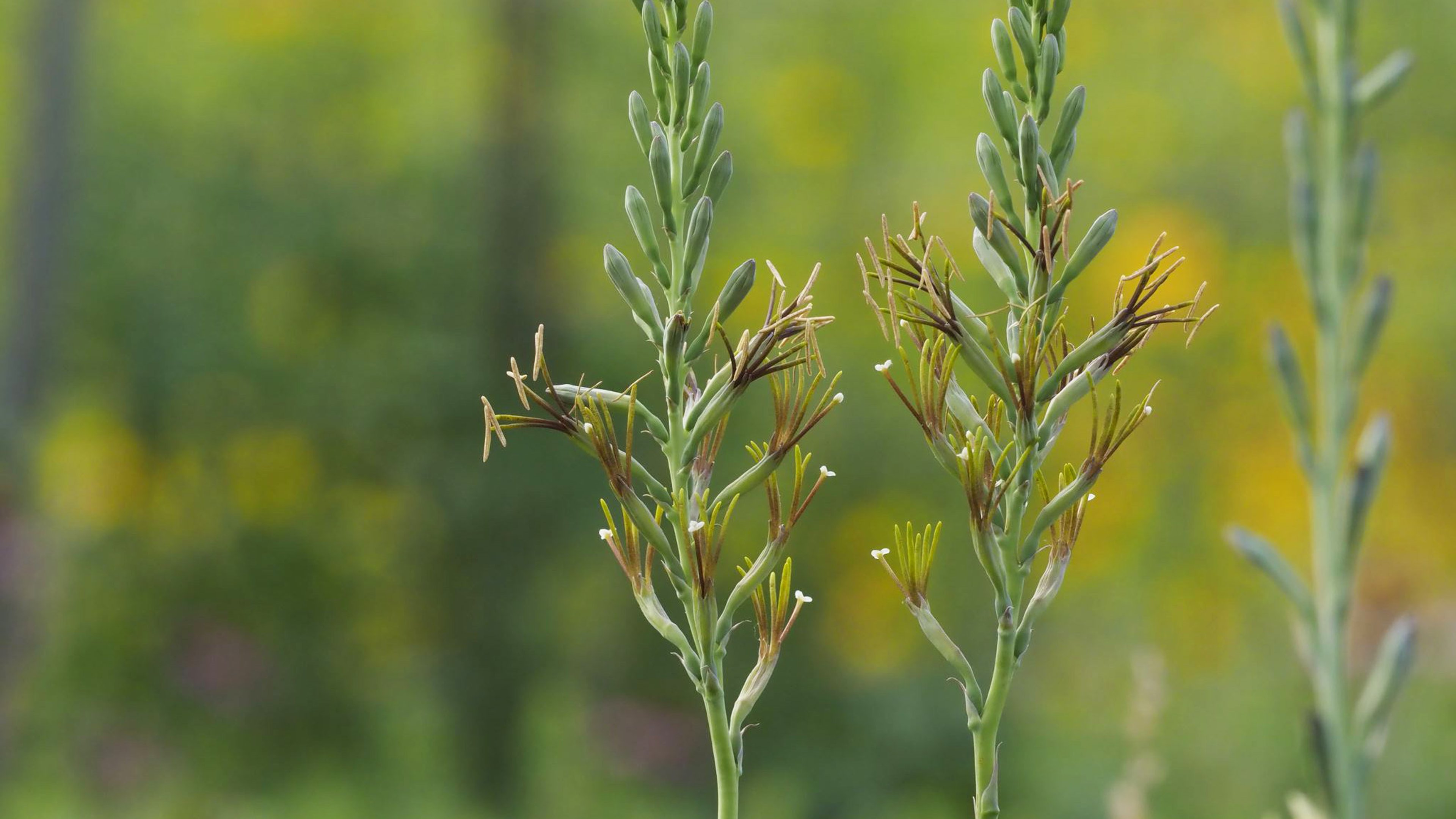 Manfreda virginica buds and flowers