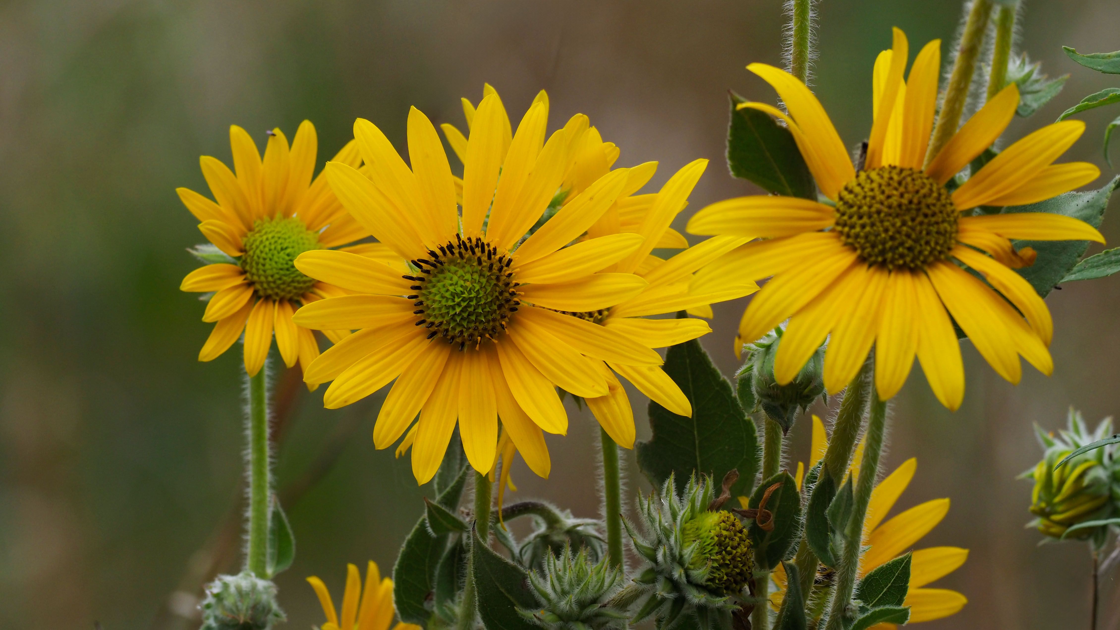Yellow flowers of Helianthus mollis