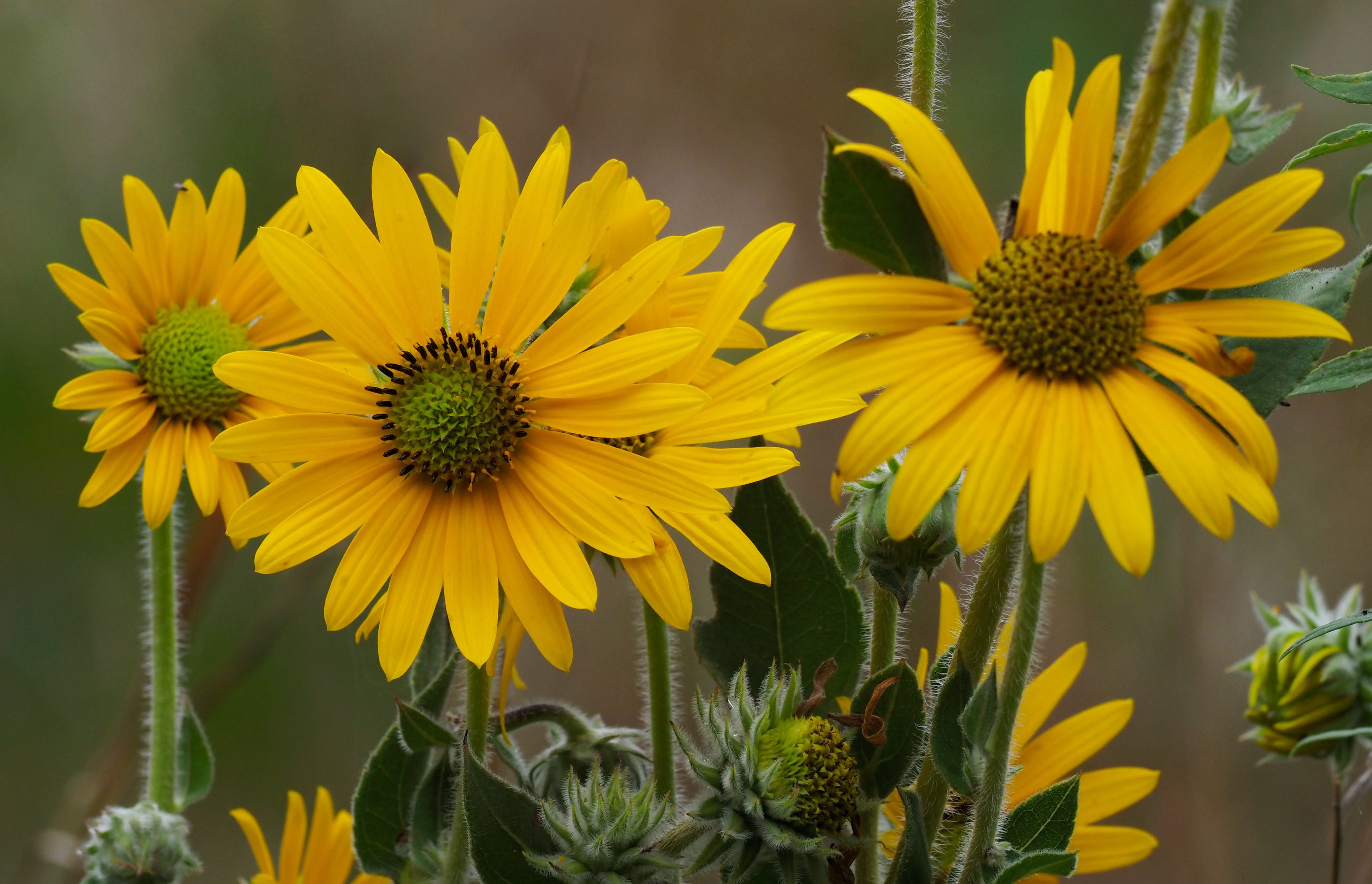 Yellow flowers of Helianthus mollis