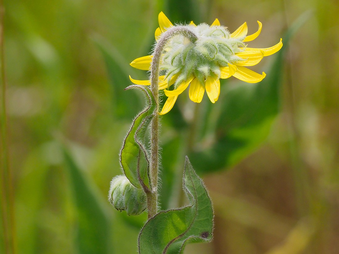 'Furry' leaves, stem and buds