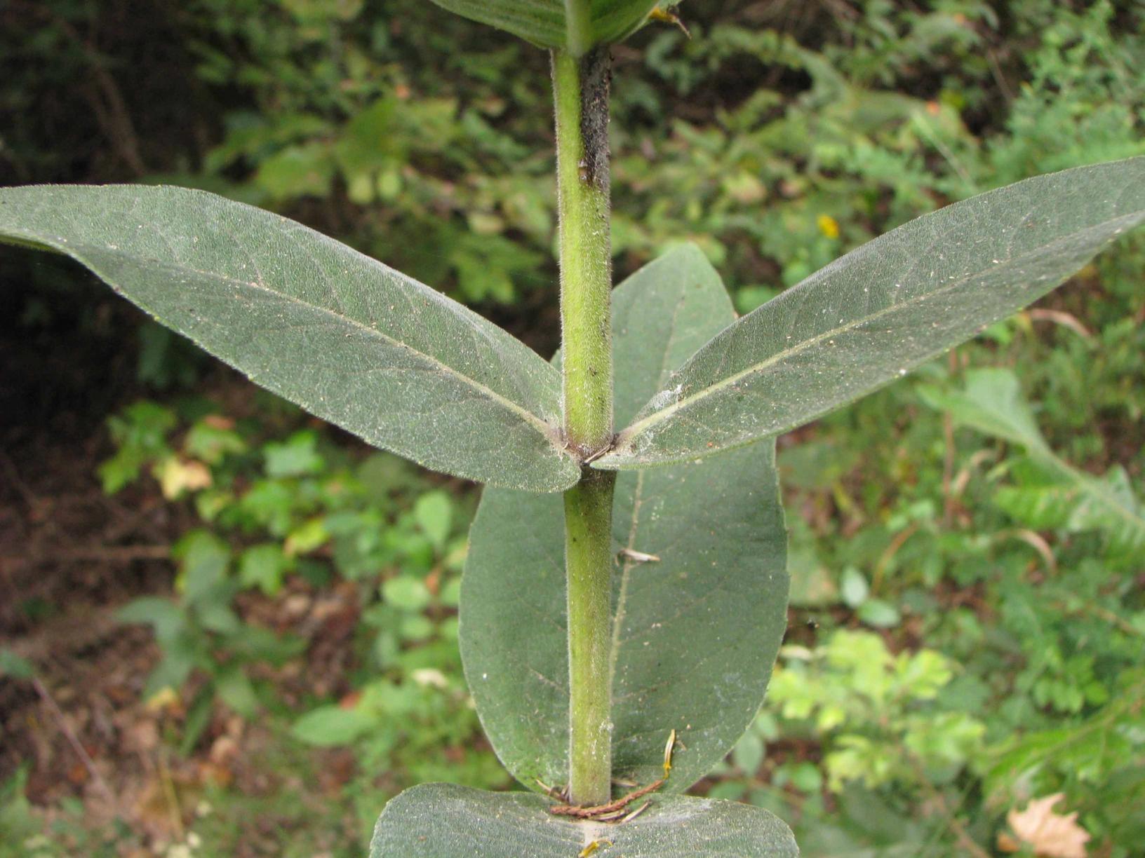 Green stem