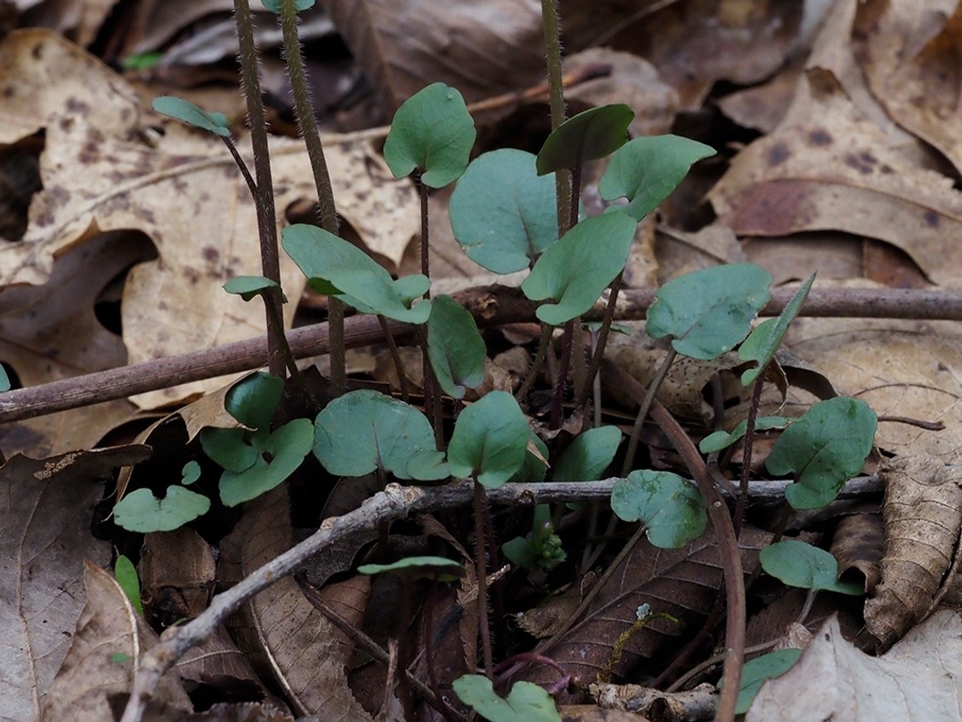 Basal leaves green on top