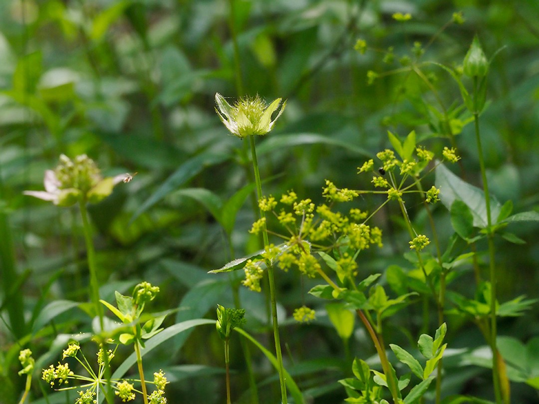 With Yellow pimpernel